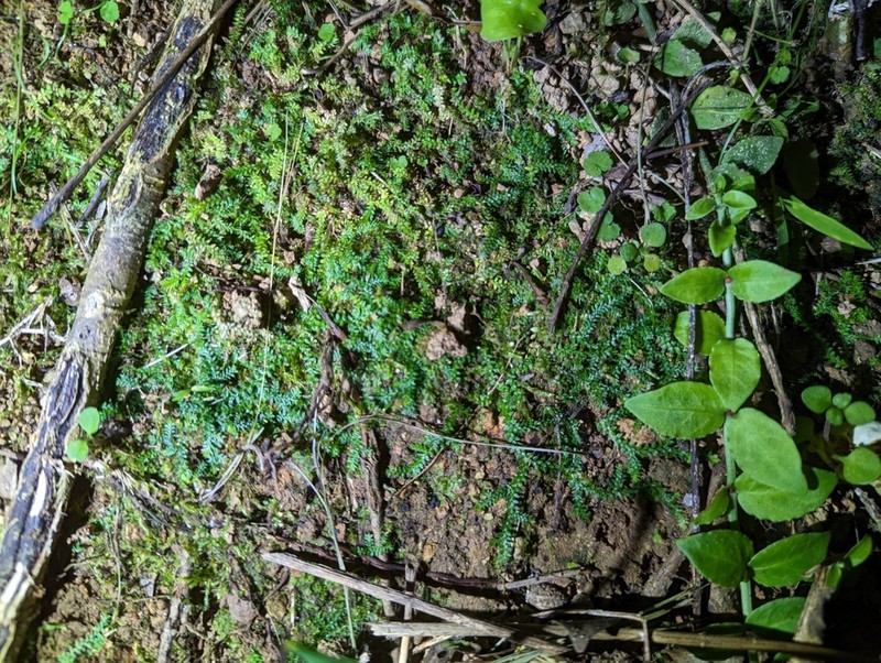 Selaginella lutchuensis photo 6