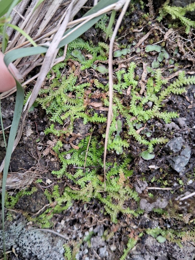 Selaginella lutchuensis photo 7
