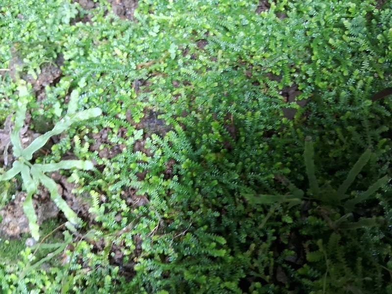 Selaginella lutchuensis photo 8