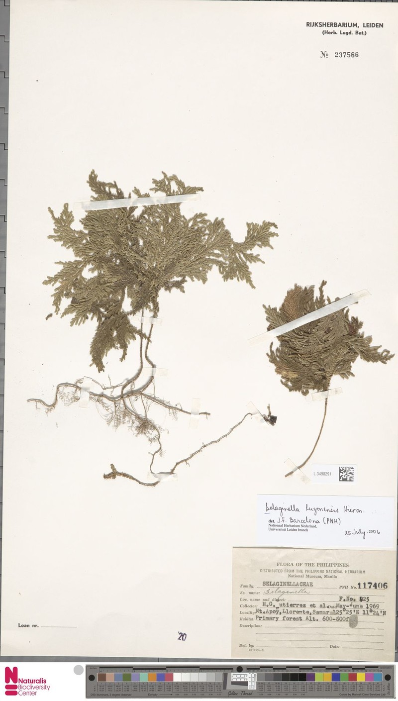 Selaginella luzonensis