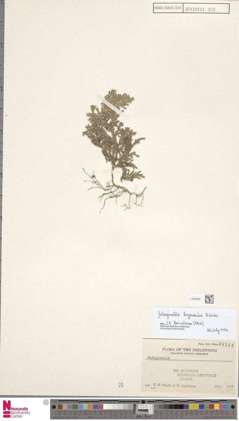 Selaginella luzonensis photo 2