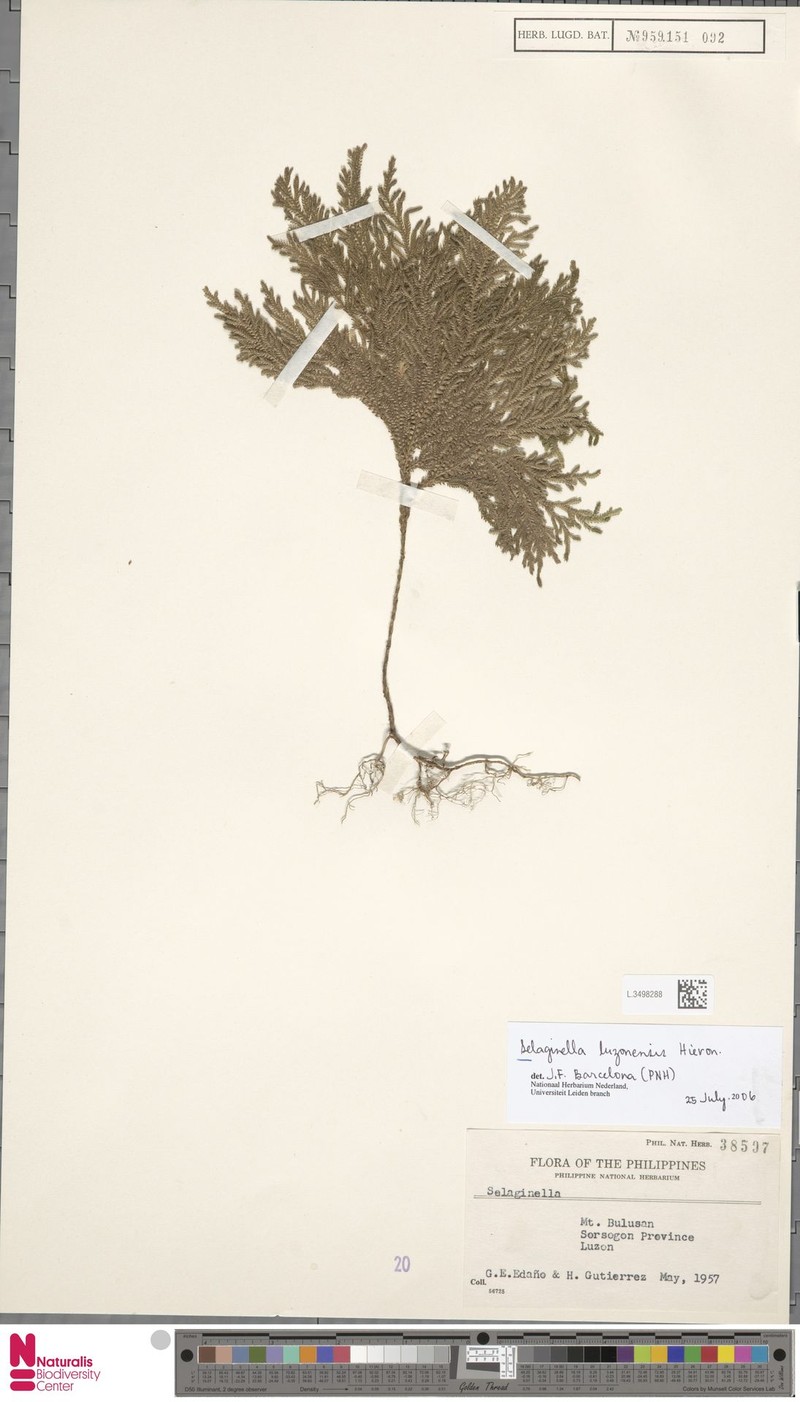 Selaginella luzonensis photo 3