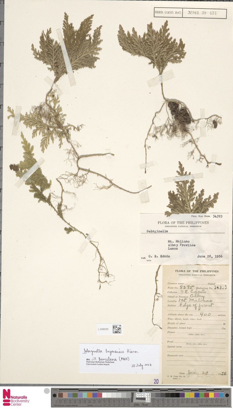 Selaginella luzonensis photo 4