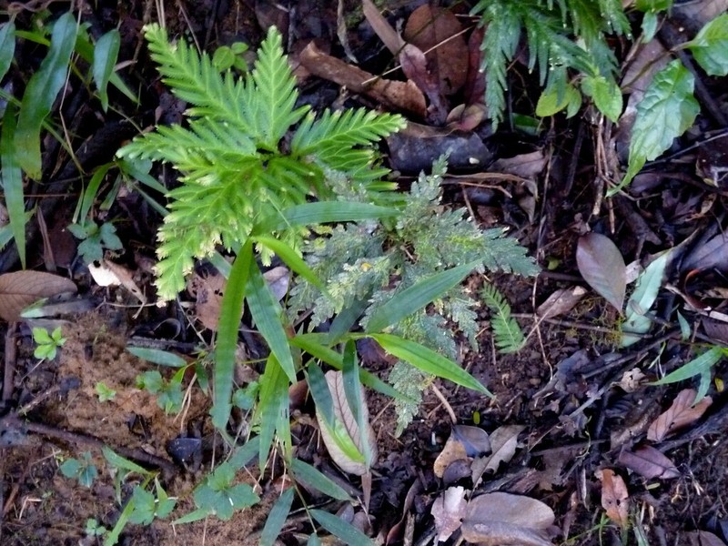 Selaginella lyallii