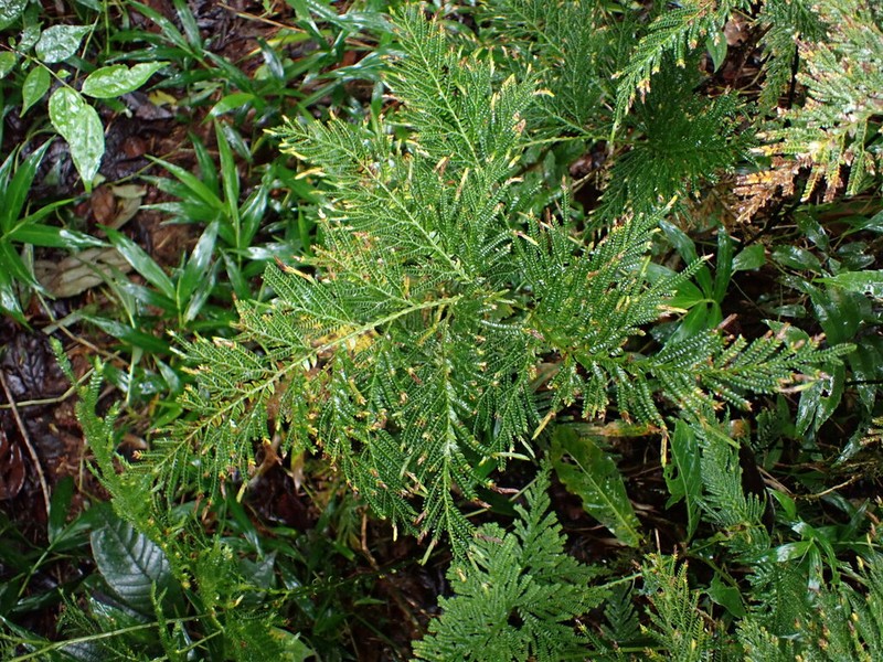 Selaginella lyallii photo 2