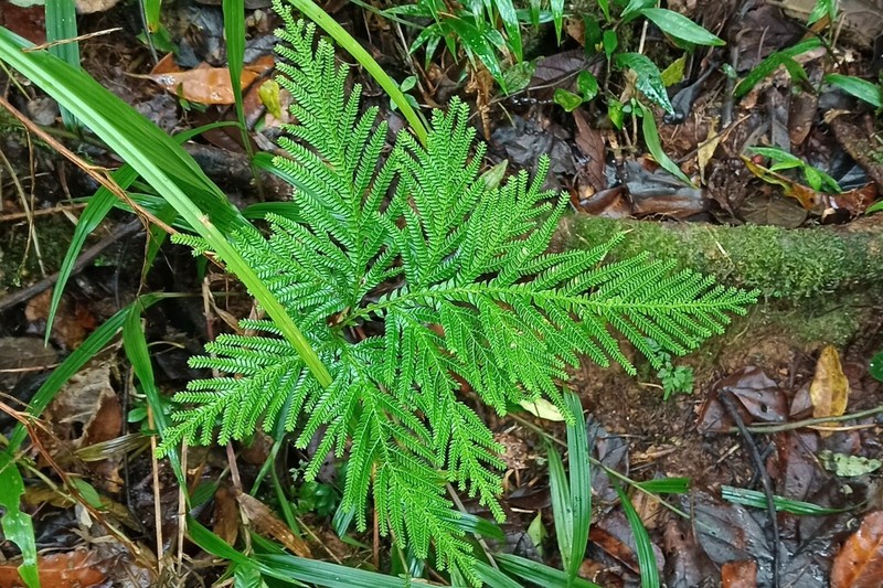 Selaginella lyallii photo 3