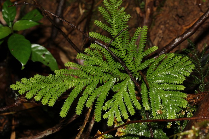 Selaginella lyallii photo 4