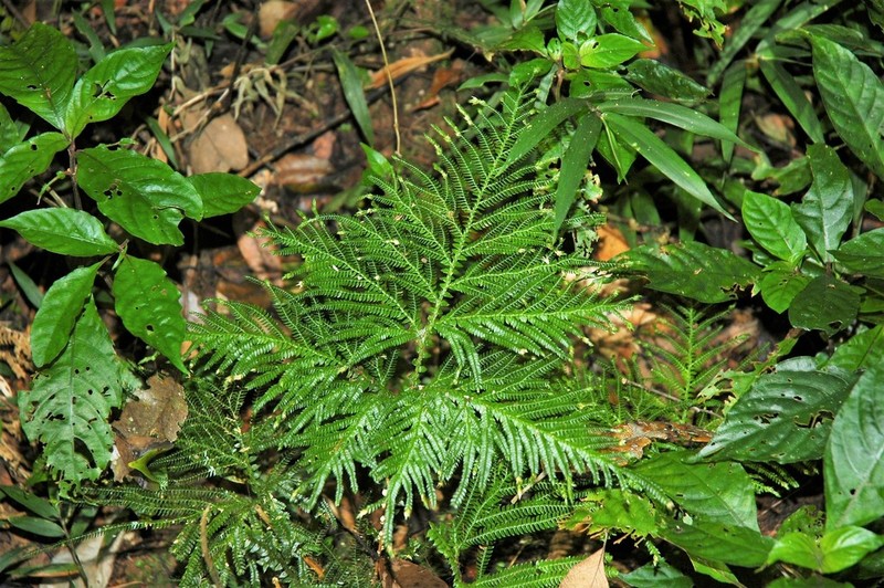Selaginella lyallii photo 5