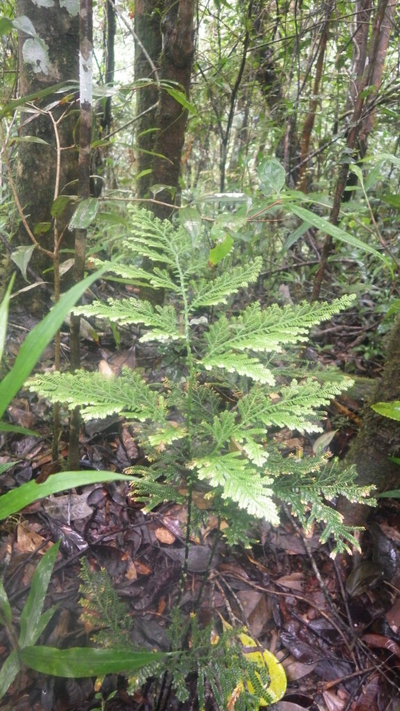 Selaginella lyallii photo 6