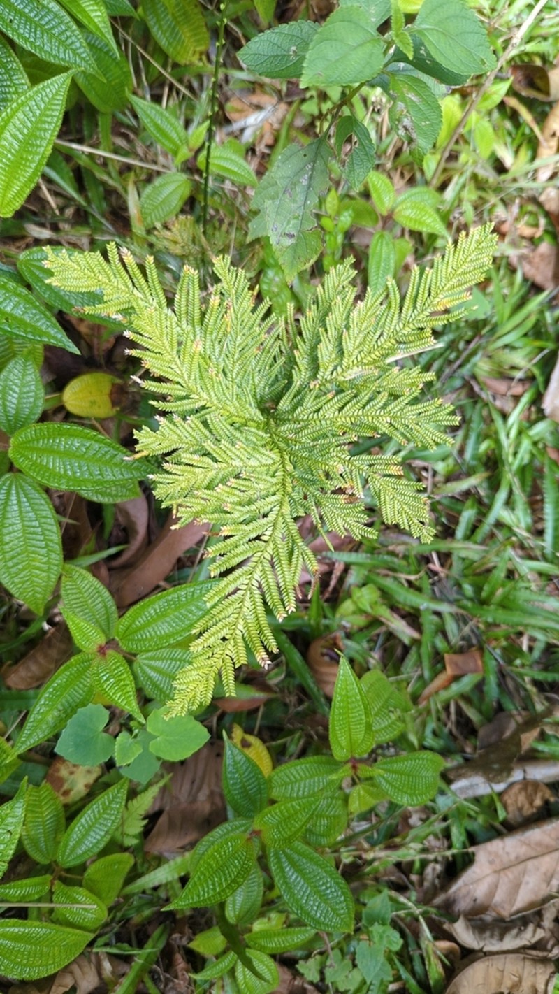 Selaginella lyallii photo 7