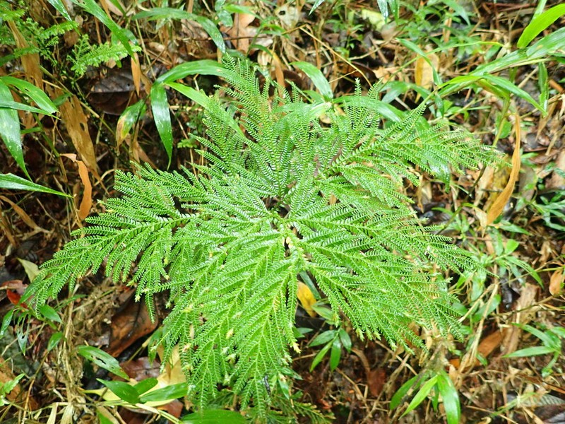 Selaginella lyallii photo 8