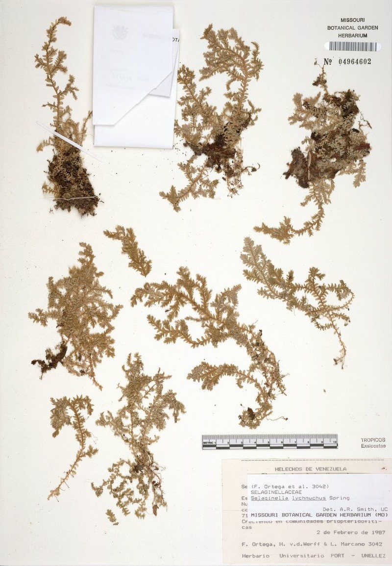 Selaginella lychnuchus