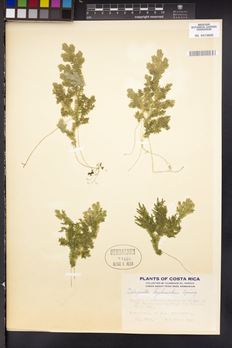 Selaginella lychnuchus photo 2