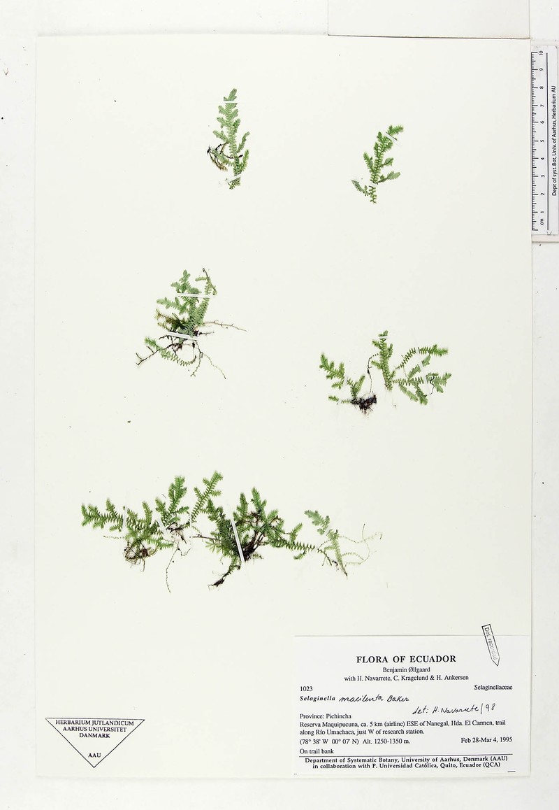 Selaginella macilenta