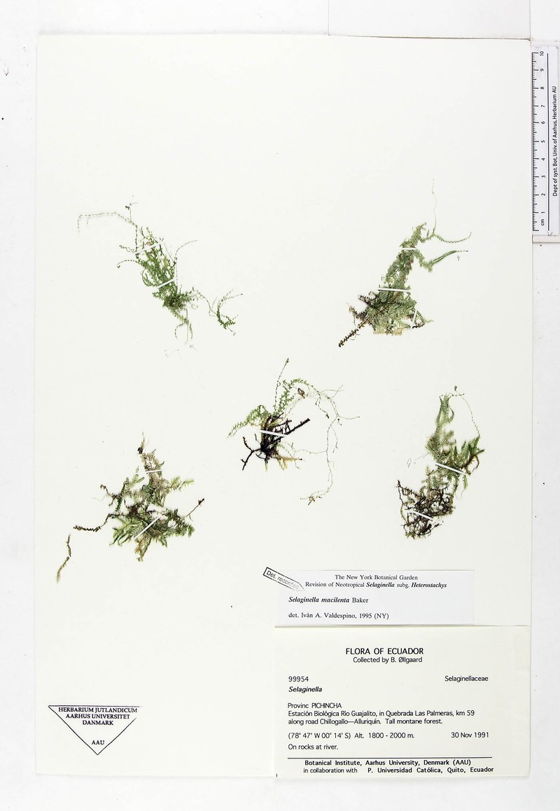 Selaginella macilenta photo 2