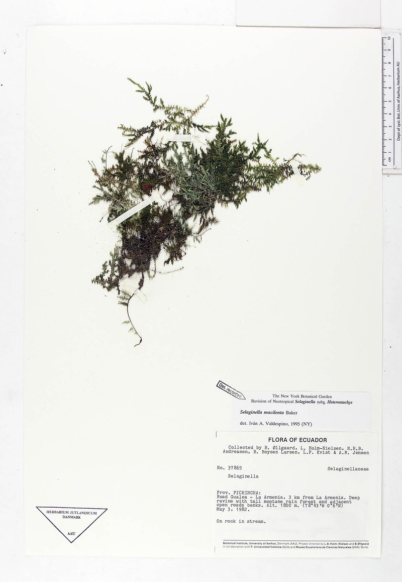 Selaginella macilenta photo 3