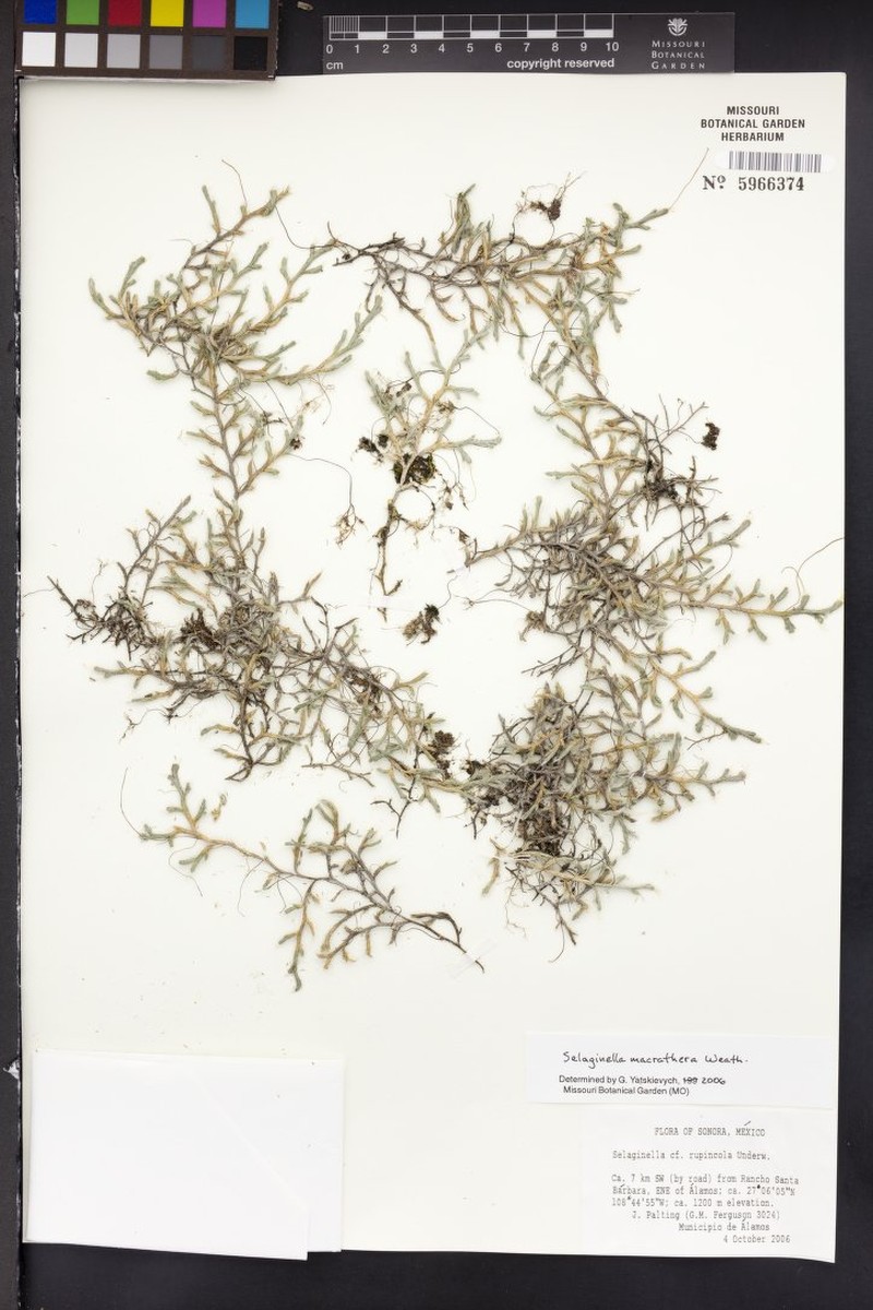 Selaginella macrathera