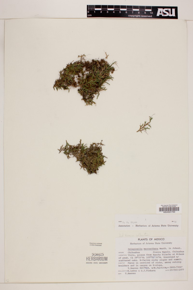 Selaginella macrathera photo 2