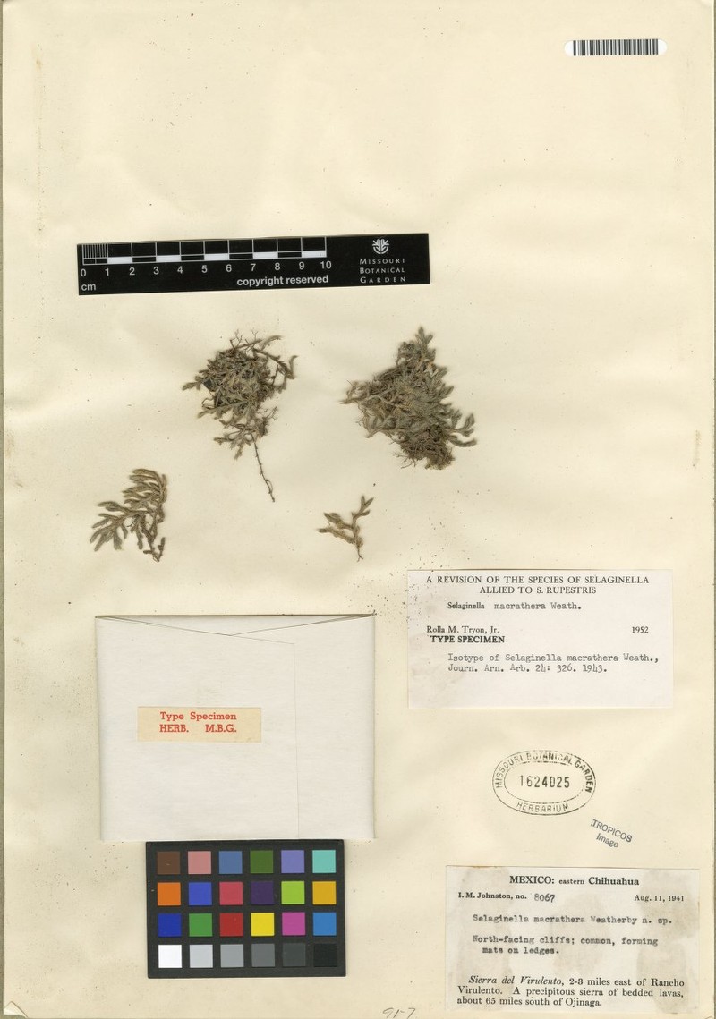 Selaginella macrathera photo 3