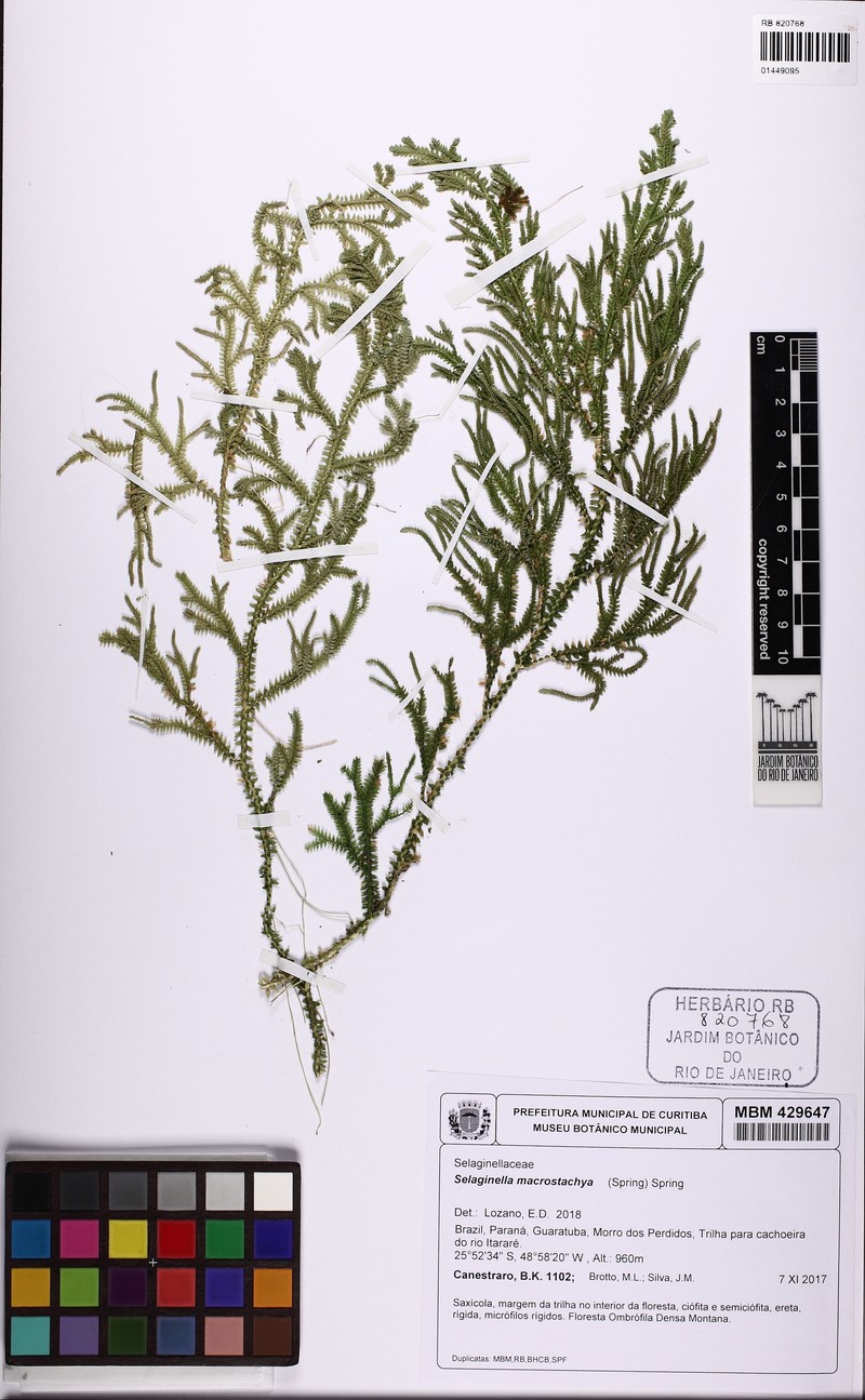 Selaginella macrostachya
