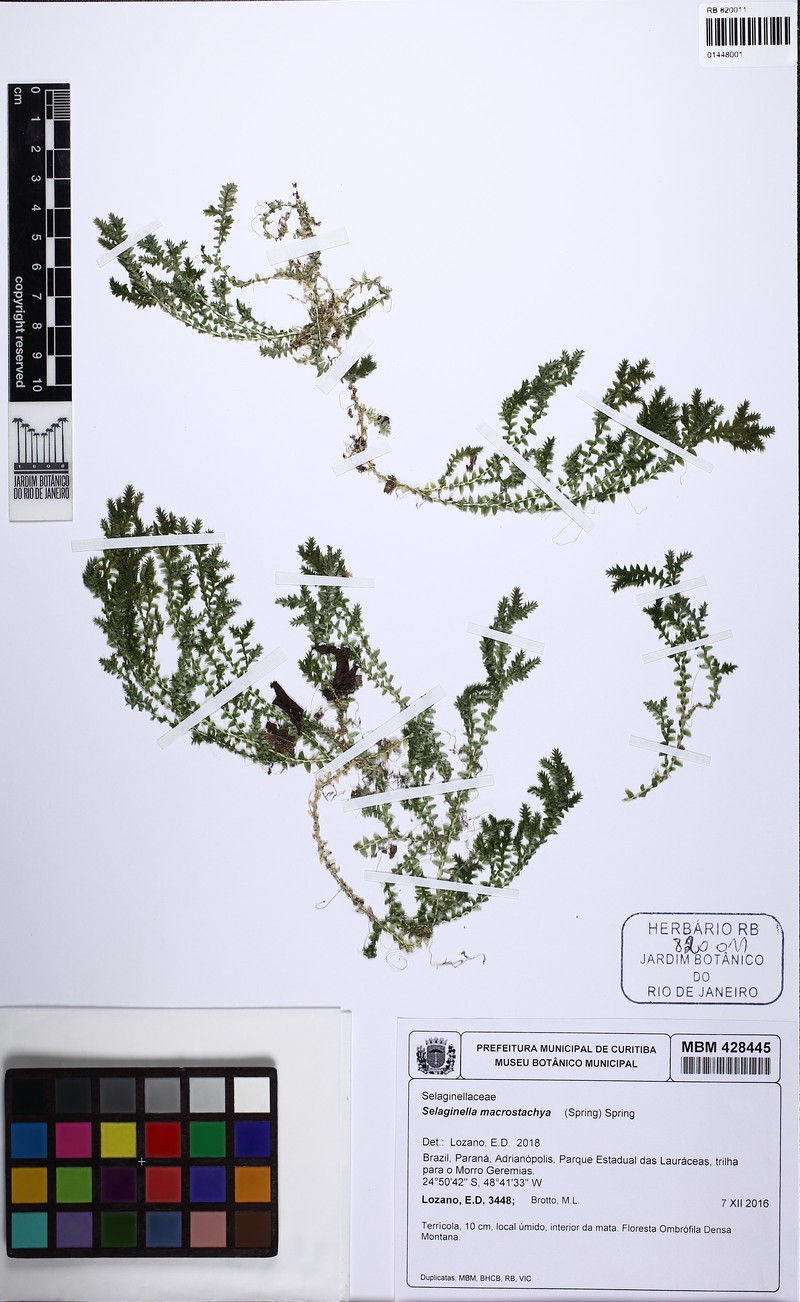 Selaginella macrostachya photo 2