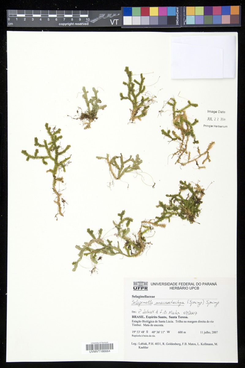 Selaginella macrostachya photo 3