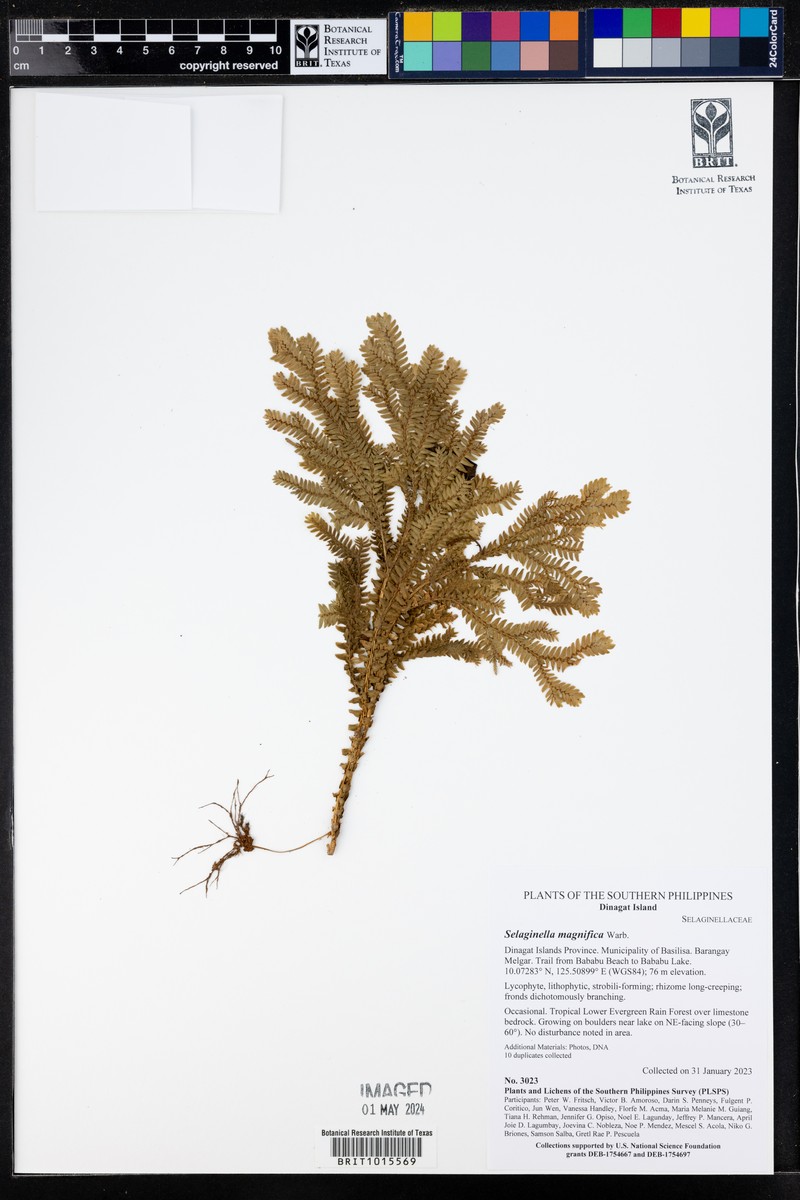 Selaginella magnifica