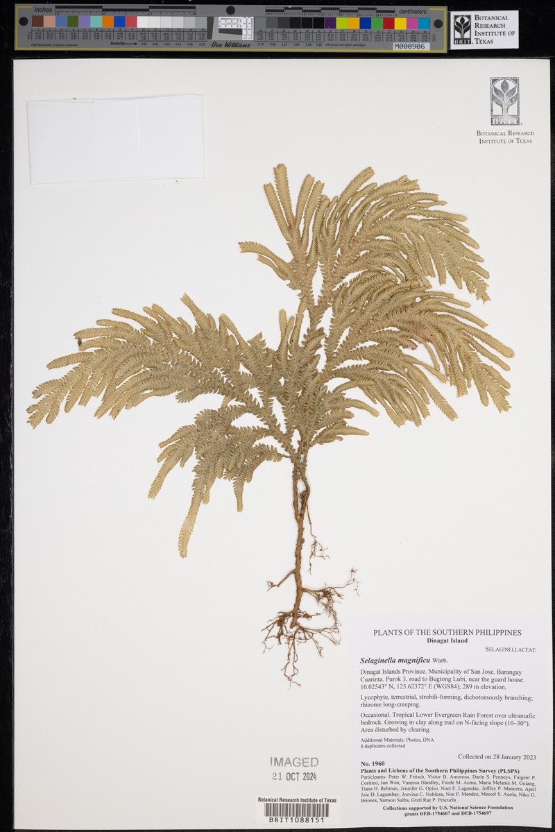 Selaginella magnifica photo 2