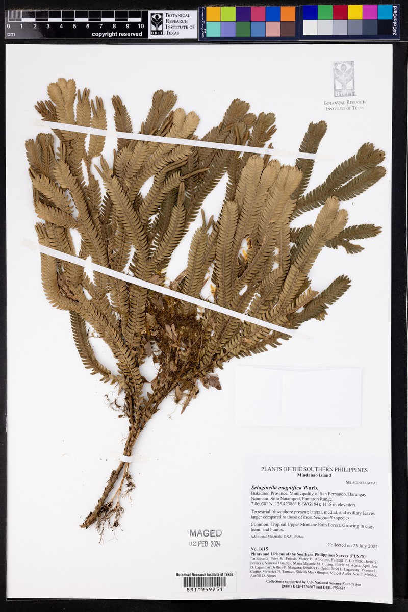 Selaginella magnifica photo 3