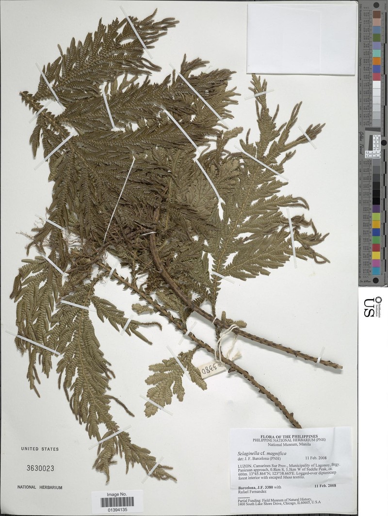 Selaginella magnifica photo 4