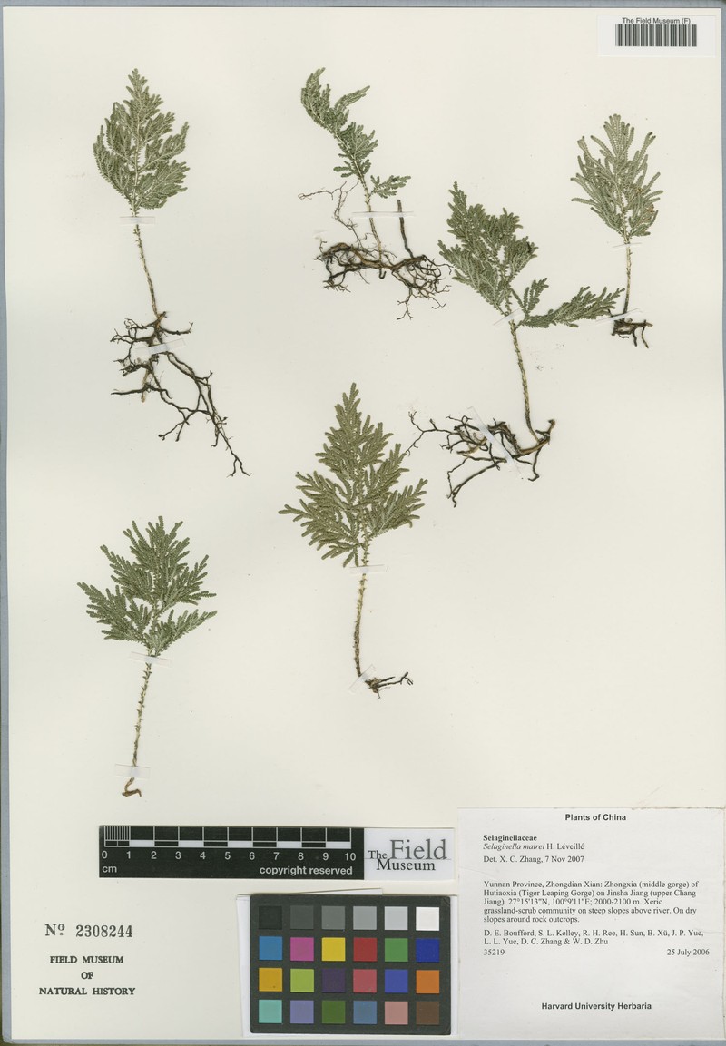 Selaginella mairei