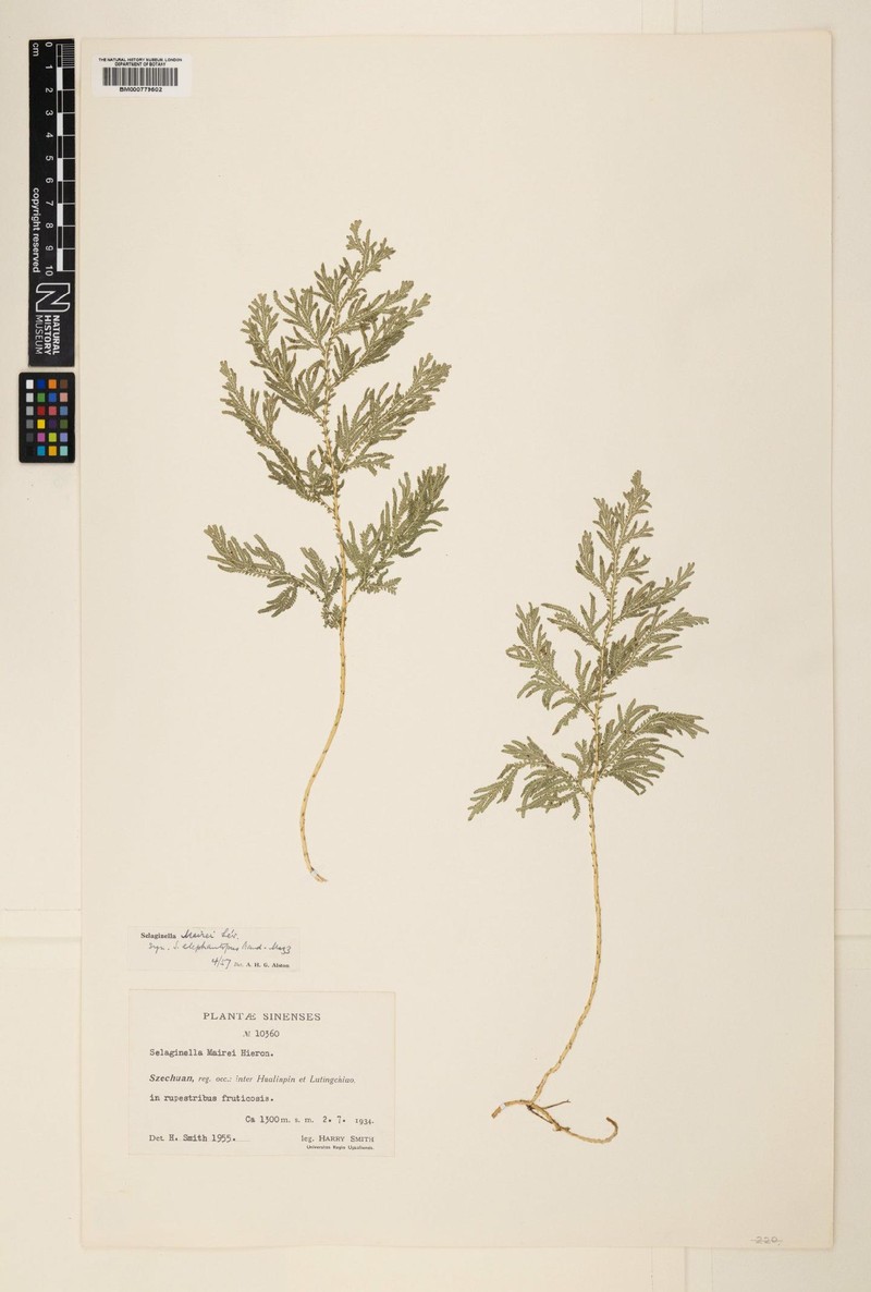 Selaginella mairei photo 2