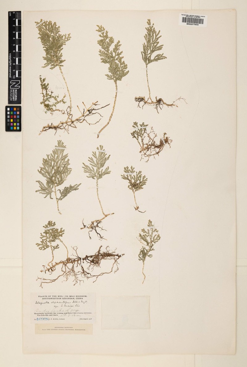 Selaginella mairei photo 3