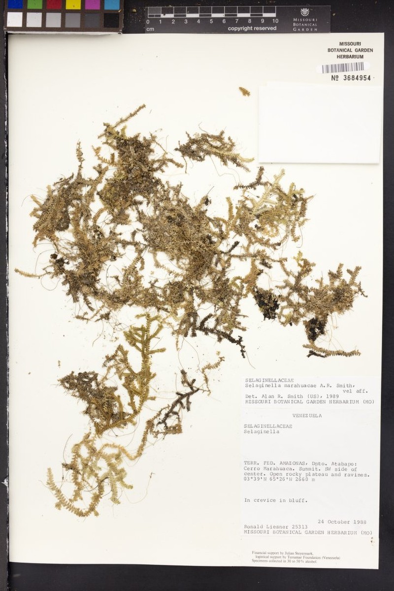 Selaginella marahuacae