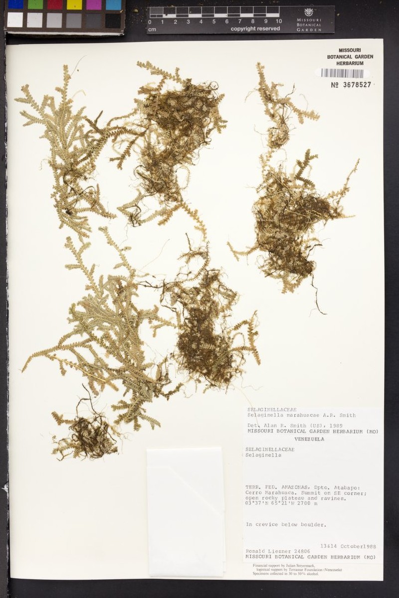 Selaginella marahuacae photo 2