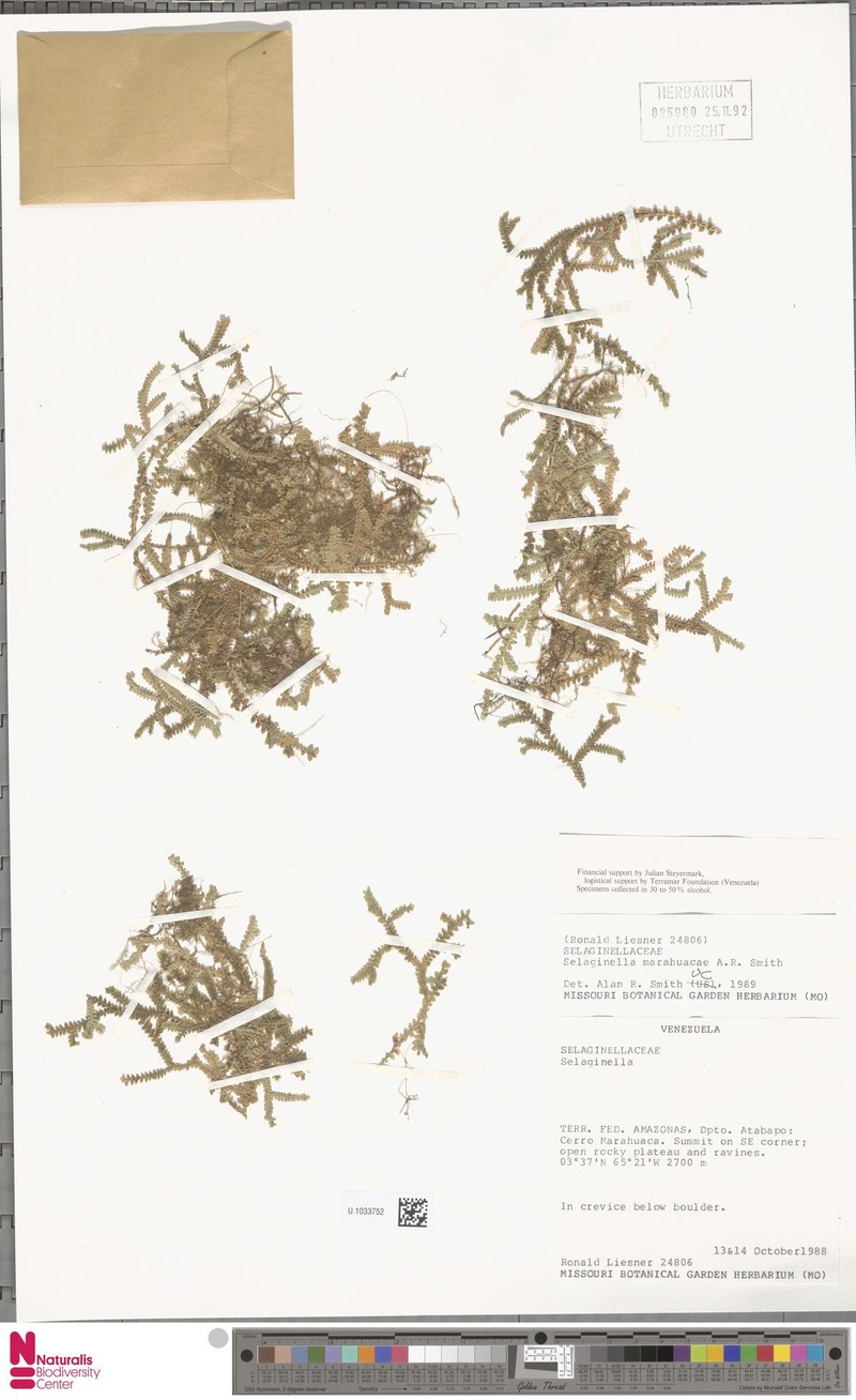 Selaginella marahuacae photo 3