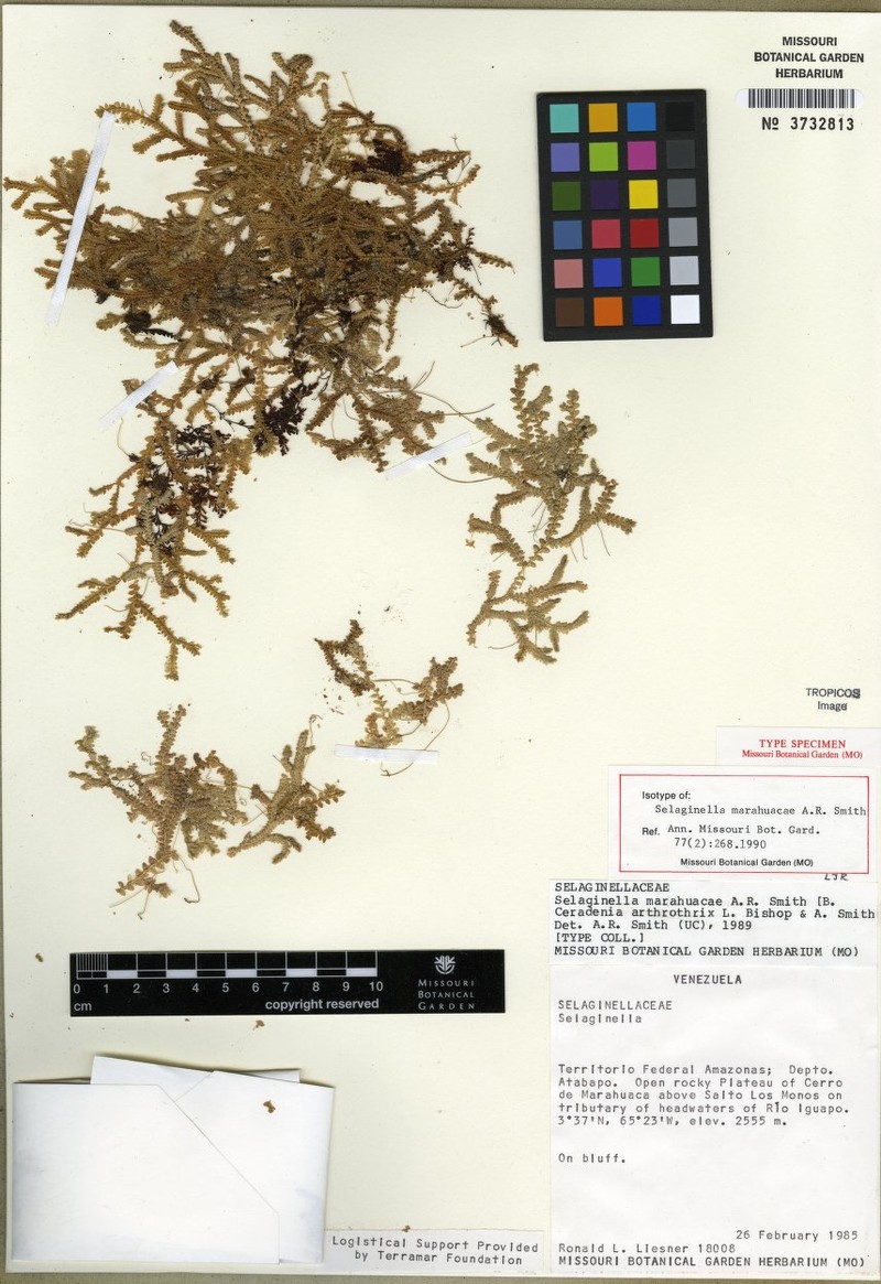 Selaginella marahuacae photo 4