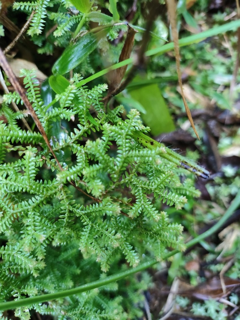 Selaginella marginata
