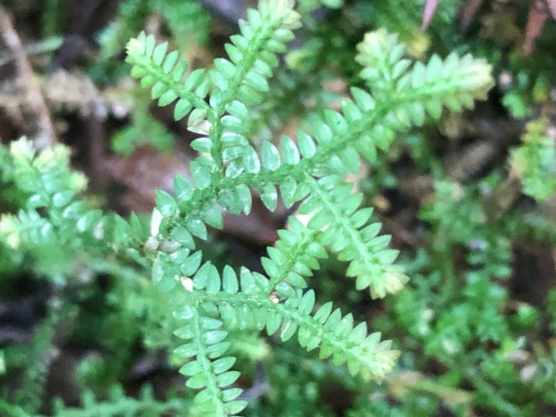 Selaginella marginata photo 2