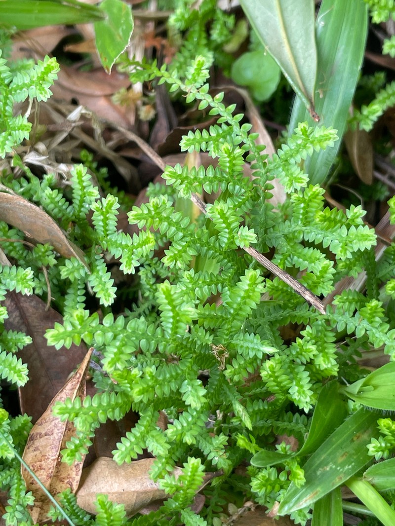 Selaginella marginata photo 3