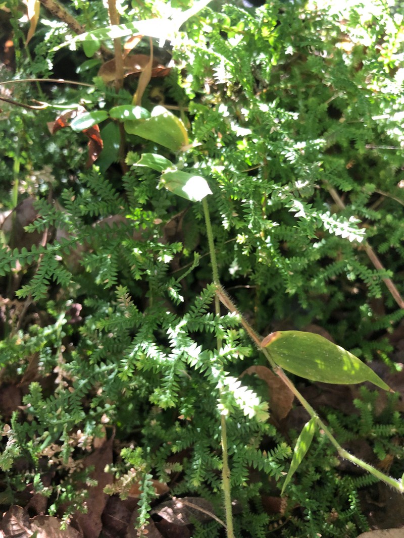 Selaginella marginata photo 4