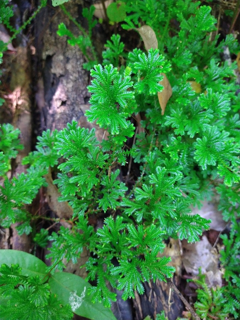 Selaginella marginata photo 5