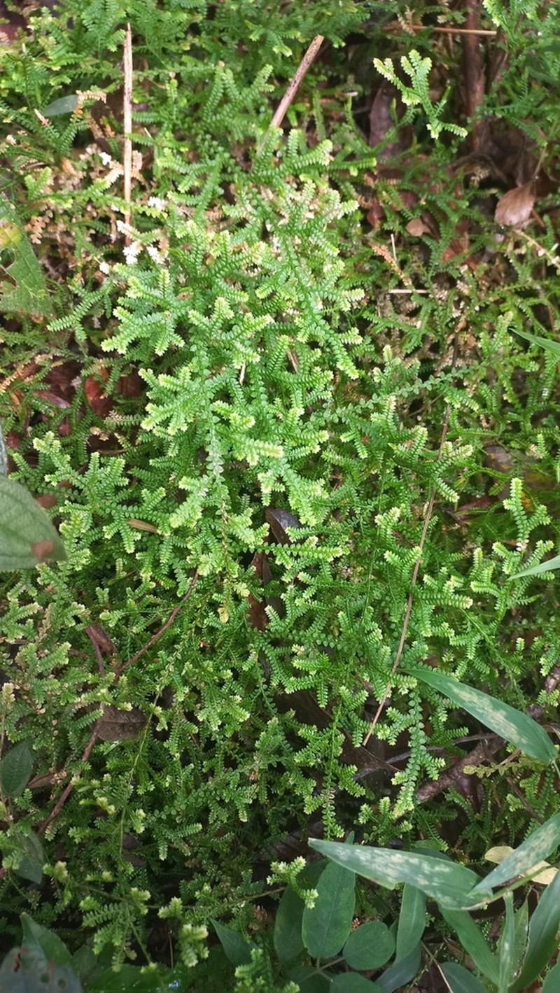 Selaginella marginata photo 6