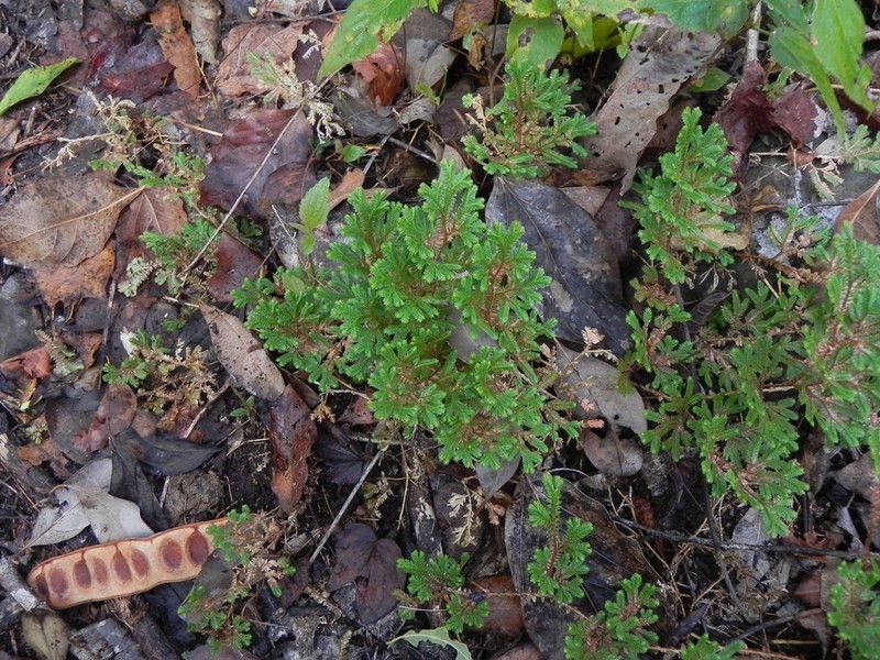 Selaginella marginata photo 7