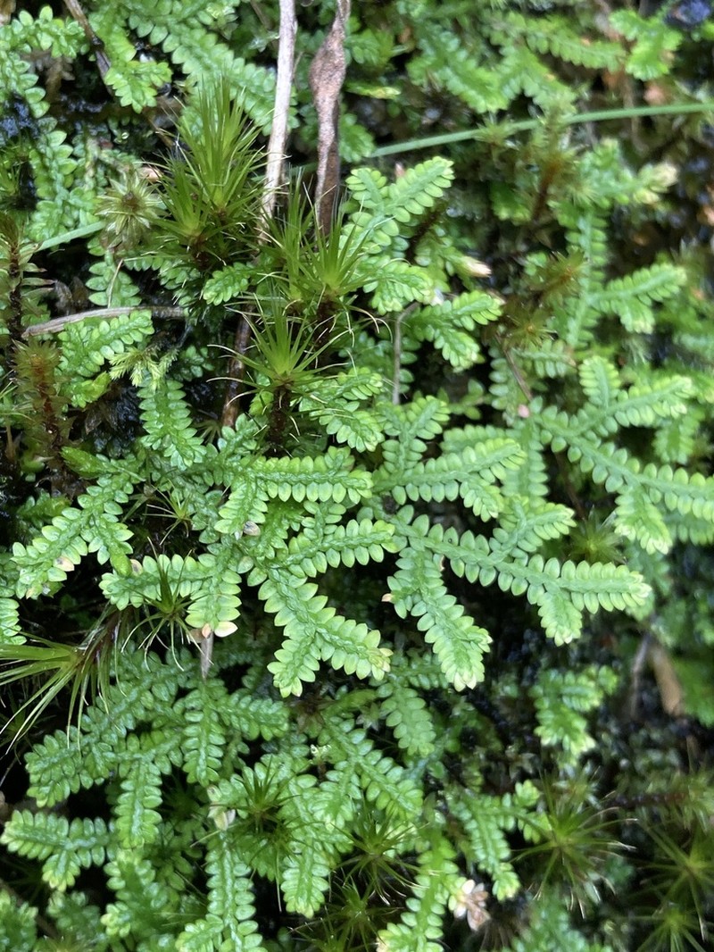 Selaginella marginata photo 8