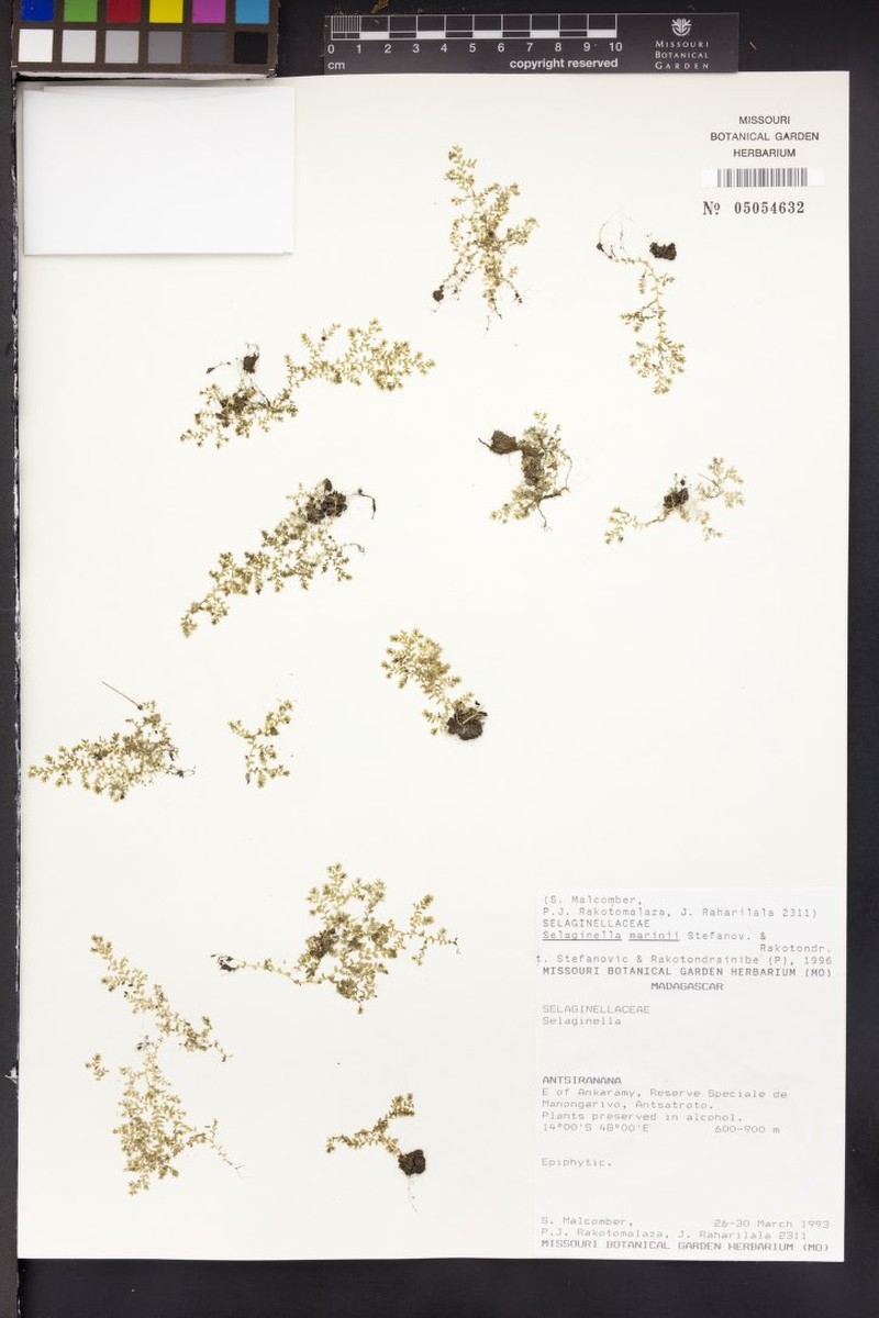 Selaginella marinii