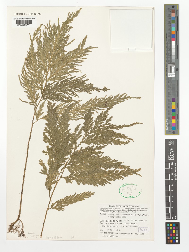 Selaginella marosensis