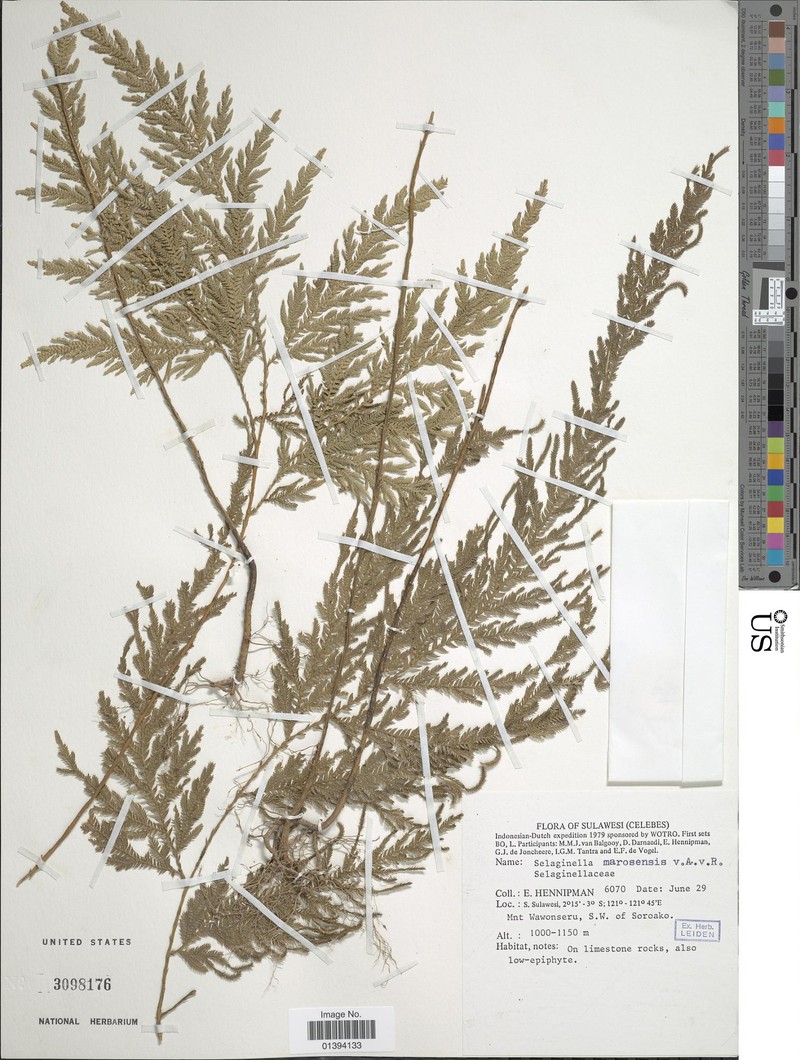 Selaginella marosensis photo 2