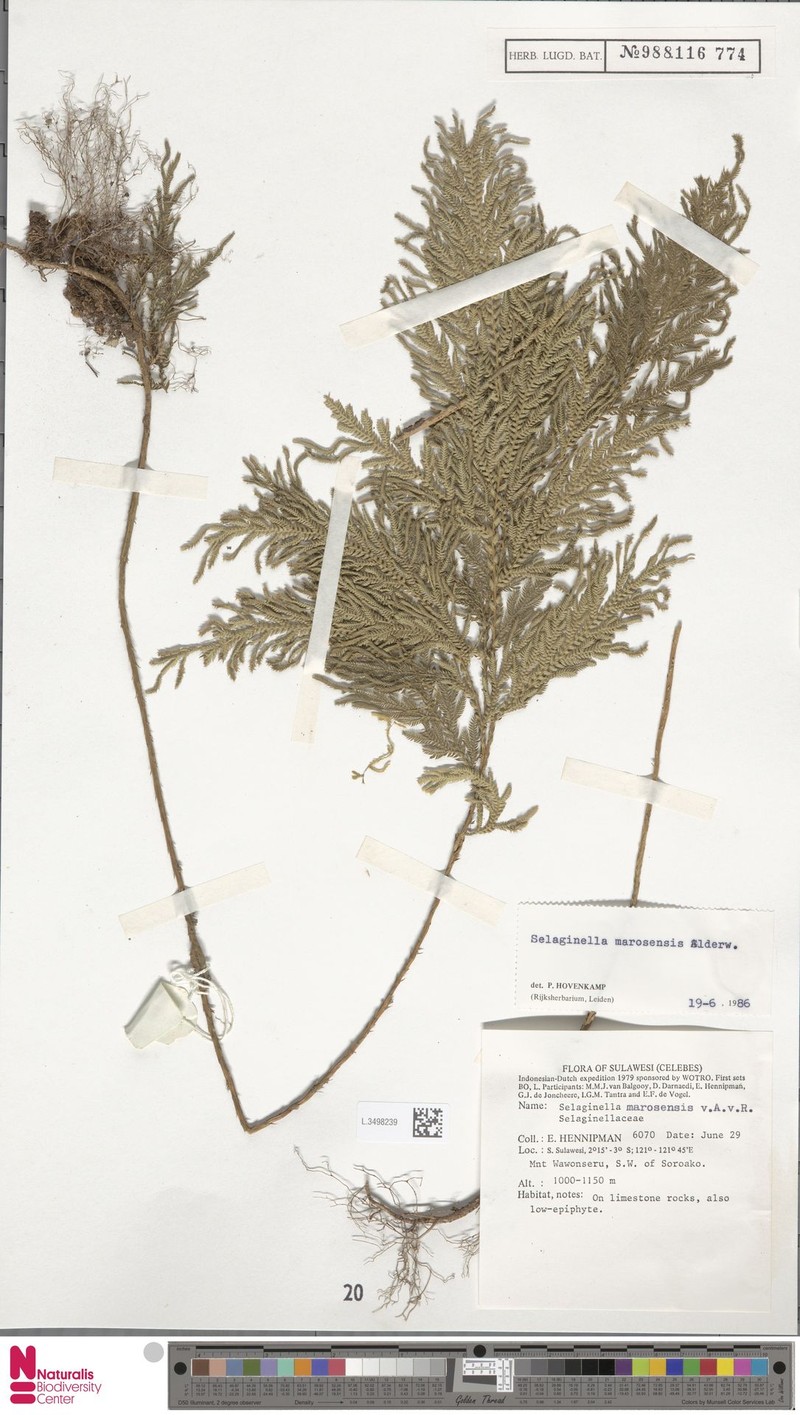 Selaginella marosensis photo 3