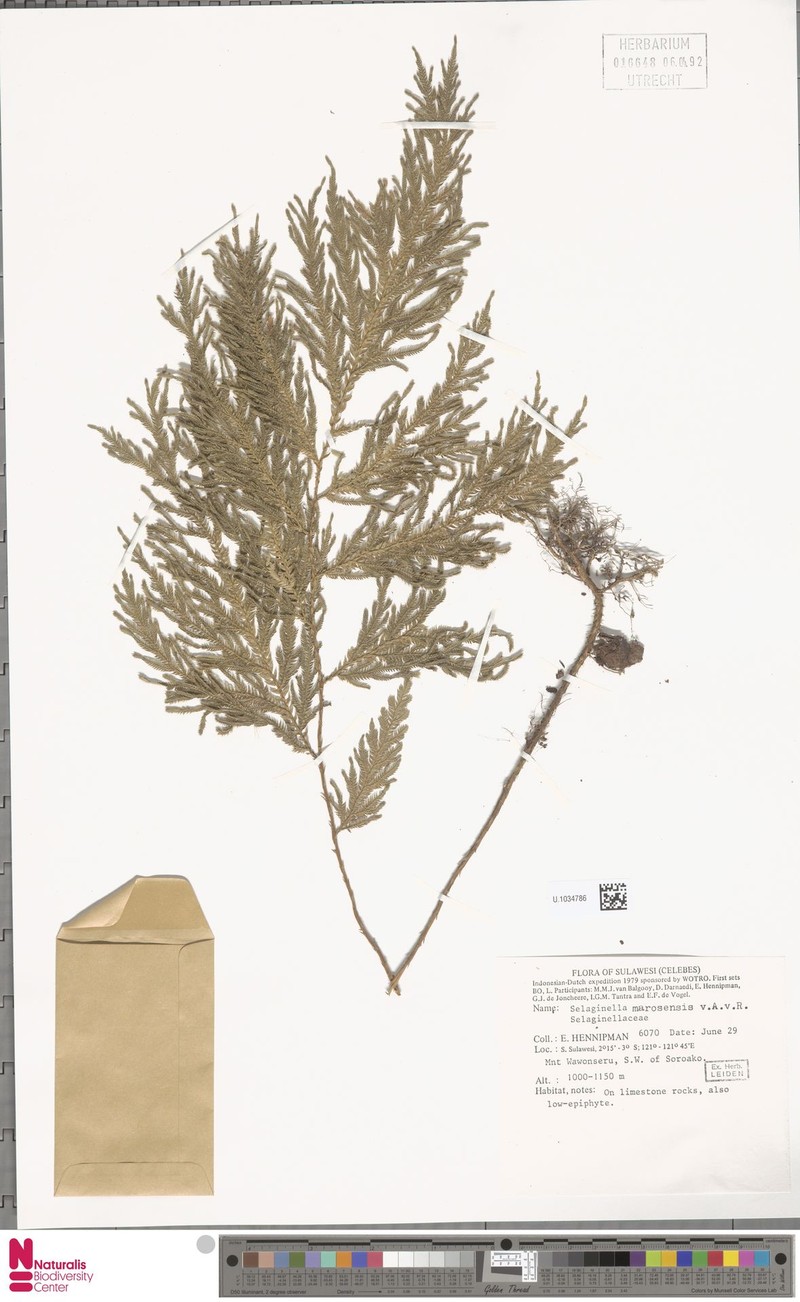 Selaginella marosensis photo 4